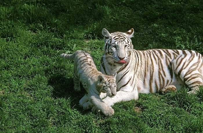 tiger  Panthera tigris  White Tiger  panthera tigris , Female with Cub laying on Grass, by G. Lacz