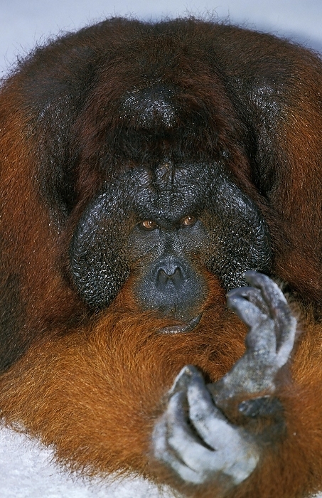 Bornean orangutan  Bornean orangutan  ORANG UTAN  pongo pygmaeus , MALE, by G. Lacz
