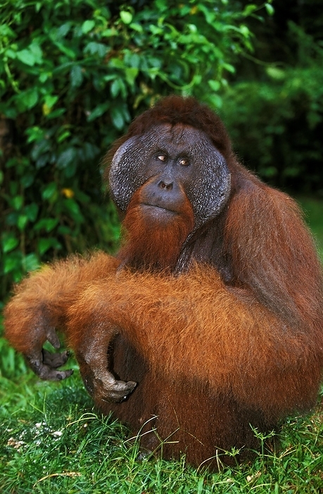 Bornean orangutan  Bornean orangutan  ORANG UTAN  pongo pygmaeus , MALE STANDING ON GRASS, by G. Lacz