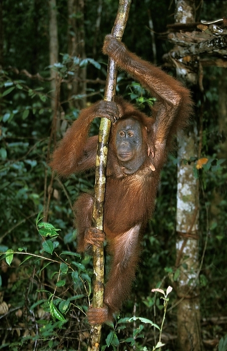 Bornean orangutan  Bornean orangutan  ORANG UTAN  pongo pygmaeus , FEMALE HANGING FROM BRANCH, BORNEO, by G. Lacz