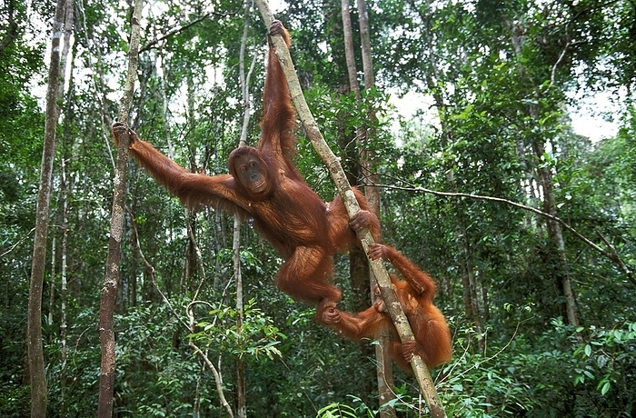 Bornean orangutan  Bornean orangutan  Orang Utan  pongo pygmaeus , Female with Young Hanging from Branch, Borneo, by G. Lacz
