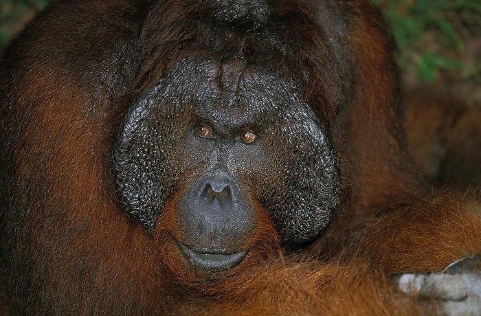 Bornean orangutan  Bornean orangutan  ORANG UTAN  pongo pygmaeus , PORTRAIT OF MALE, by G. Lacz