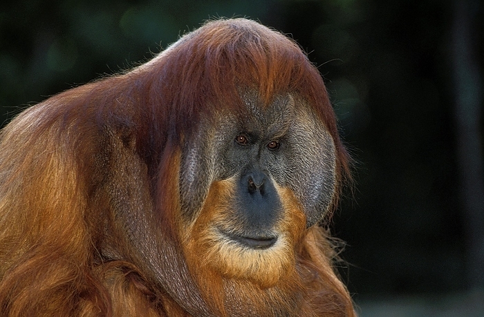 Bornean orangutan  Bornean orangutan  Orang Utan  pongo pygmaeus , Portrait of Male, by G. Lacz