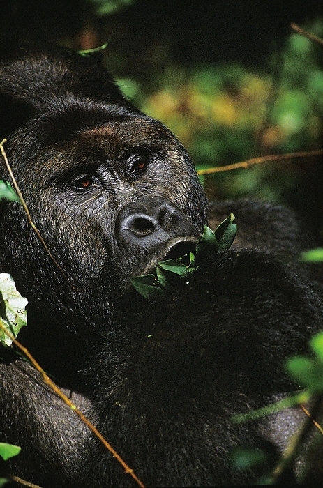 eastern gorilla  Gorilla beringei  Mountain Gorilla  gorilla beringei , gorilla, Male eating Leaves, Virunga Park in Rwanda, by G. Lacz