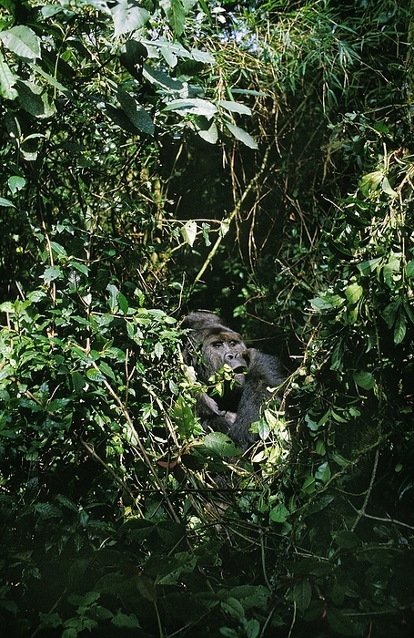 eastern gorilla  Gorilla beringei  Mountain Gorilla  gorilla beringei , gorilla, Male camouflage through leaves, Virunga Park in Rwanda, by G. Lacz