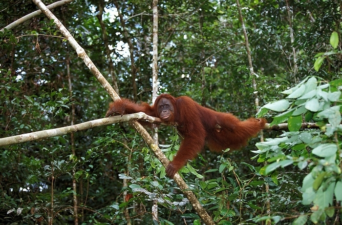 Bornean orangutan  Bornean orangutan  ORANG UTAN  pongo pygmaeus , FEMALE HANGING FROM BRANCH, BORNEO, by G. Lacz