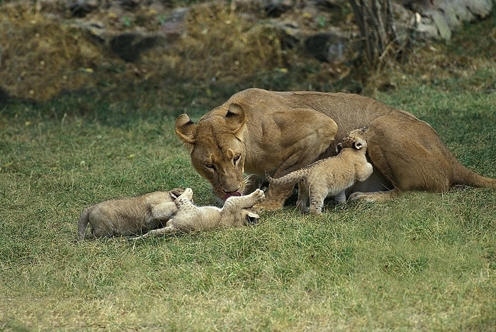 lion  Panthera leo  AFRICAN LION  panthera leo , MOTHER WITH CUB, by G. Lacz
