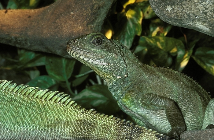 Chinese Water Dragon (physignathus cocincinus), Adult, by G. Lacz