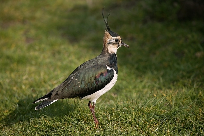 pewit Northern Lapwing  vanellus vanellus , Normandy, by G. Lacz