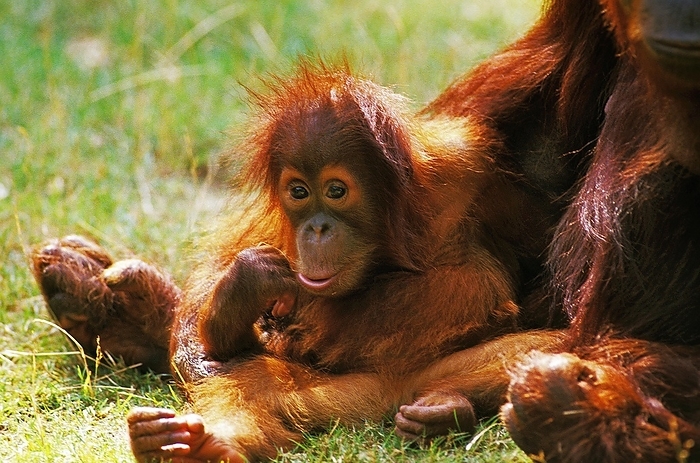 Bornean orangutan  Bornean orangutan  ORANG UTAN  pongo pygmaeus , MOTHER WITH BABY SITTING ON GRASS, by G. Lacz