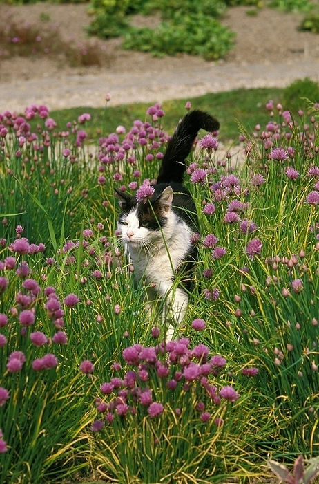 chive  edible plant with flat leaves, Allium schoenoprasum  Black and White Domestic Cat, Adult standing in Chives  allium schoenoprasum , by G. Lacz