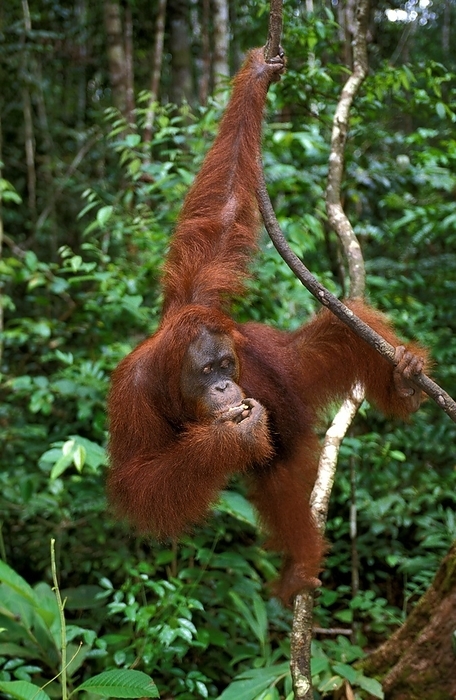 Bornean orangutan  Bornean orangutan  Orang Utan, Female hanging from Branch, Borneo  pongo pygmaeus , by G. Lacz