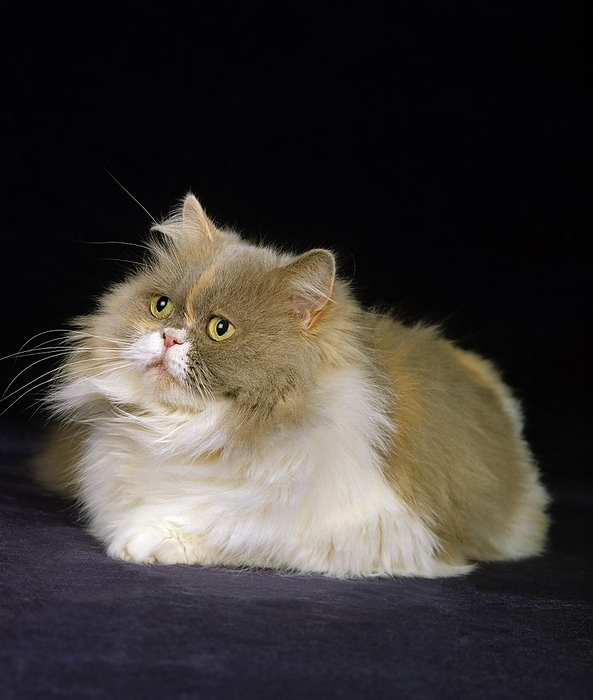 Tricolor Persian Domestic Cat, Adult laying against Black Background, by G. Lacz
