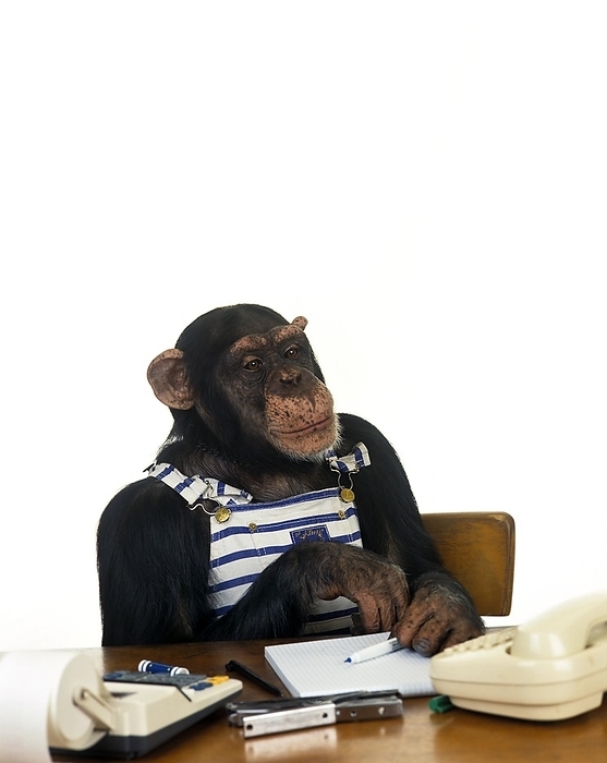 chimpanzee Chimpanzee  pan troglodytes , Trained Animal with Man Clothes, by G. Lacz