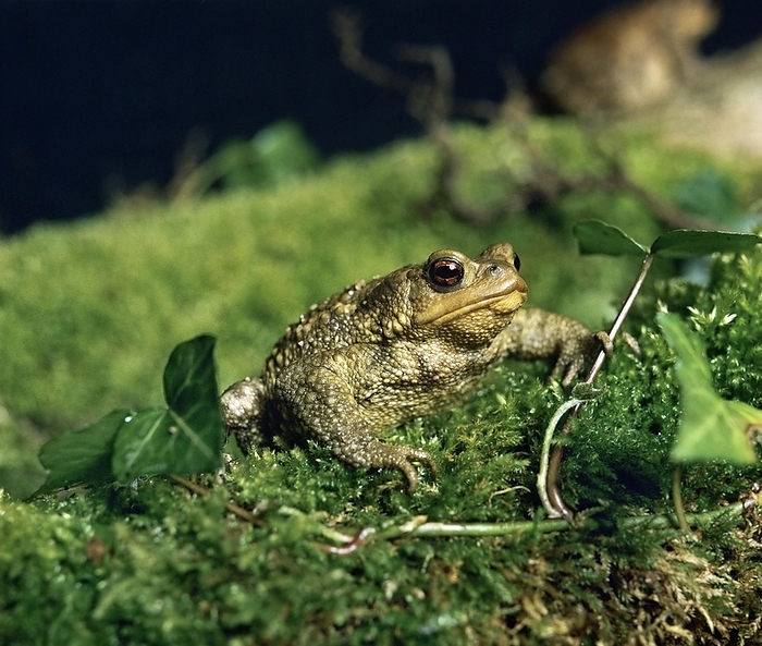 common toad  Bufo bufo  Common Toad  bufo bufo , Adult, by G. Lacz