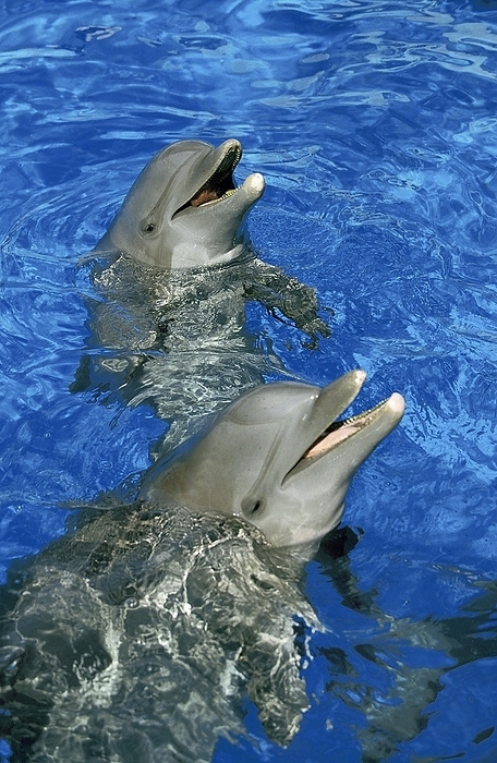bottlenosed dolphin  Tursiops truncatus  Bottlenose Dolphin  tursiops truncatus , Heads of Adult emerging from Water, by G. Lacz