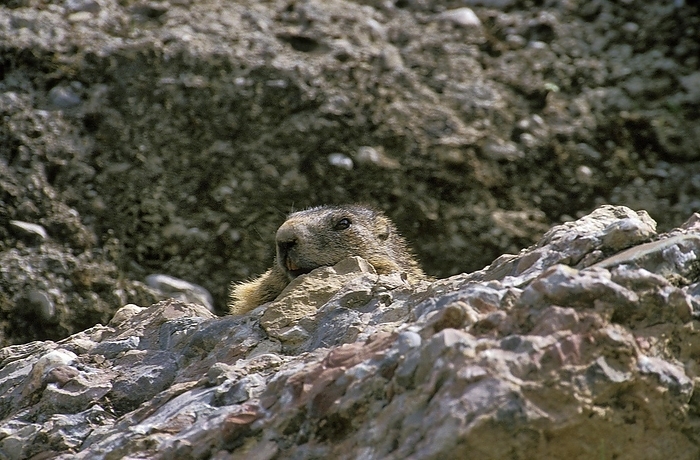 alpine marmot Alpine Marmot  marmota marmota , Adult camouflaged in Rocks, Vanoise in the South East of France, by G. Lacz