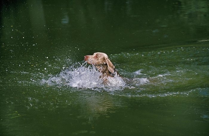 Weimar Pointer Dog, Adult playing in Water, by G. Lacz