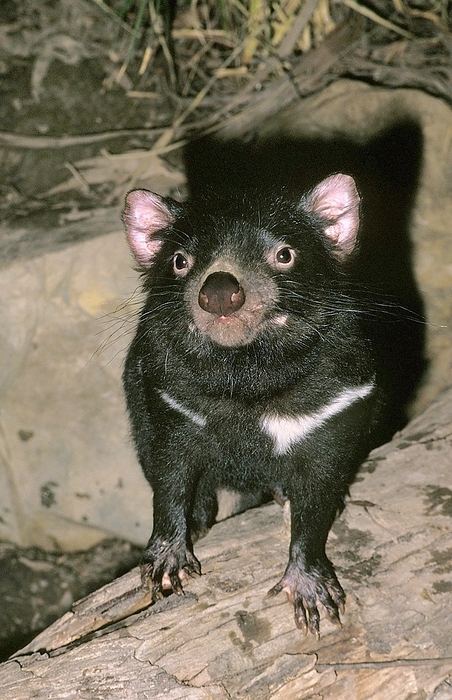 Tasmanian Devil, sarcophilus harrisi, Australia, Oceania, by G. Lacz