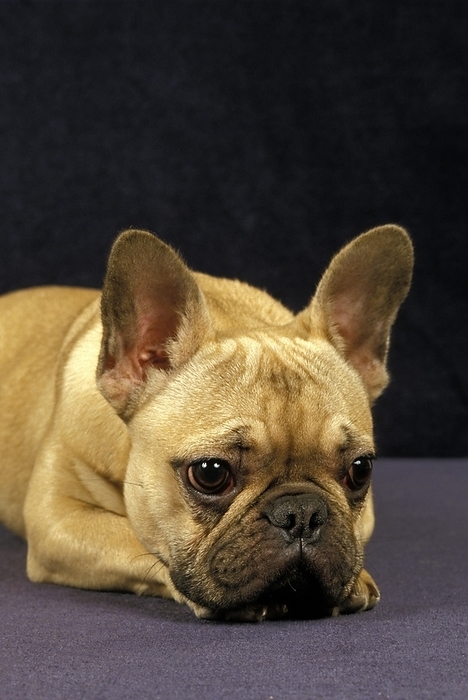 French Bulldog, Portrait of Sad Dog, by G. Lacz