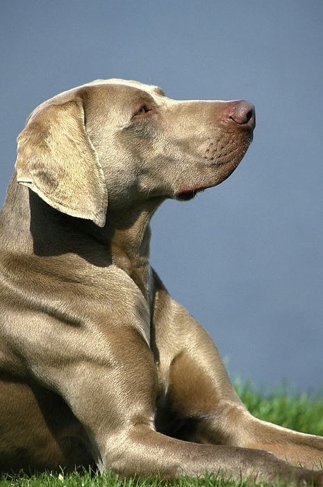 Weimar Pointer Dog, Adult laying on Grass, by G. Lacz