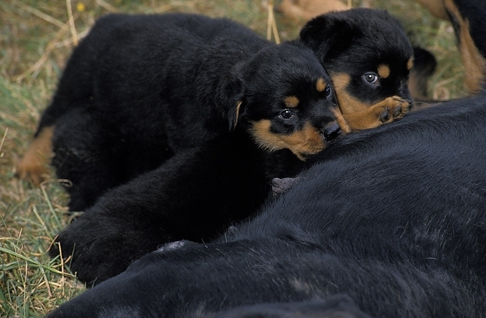 Rottweiler Dog, Mother with Pup Suckling, by G. Lacz
