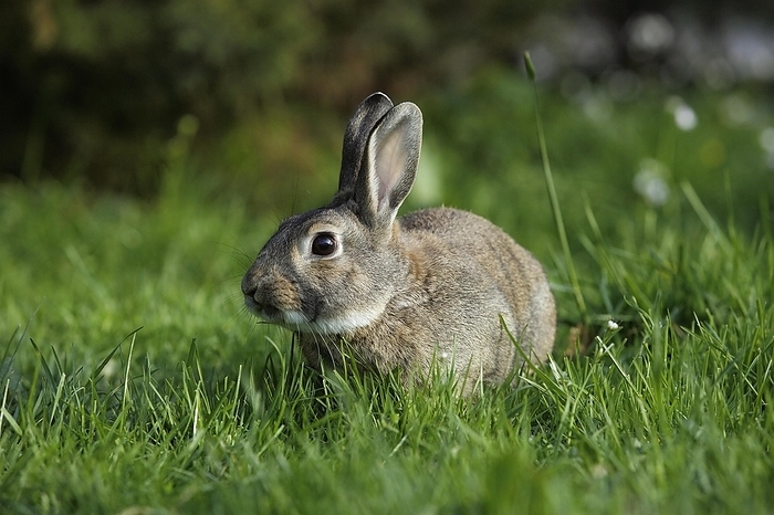 European rabbit  Oryctolagus cuniculus  European Rabbit  oryctolagus cuniculus  or Wild Rabbit, Adult standing on Grass, Normandy, by G. Lacz