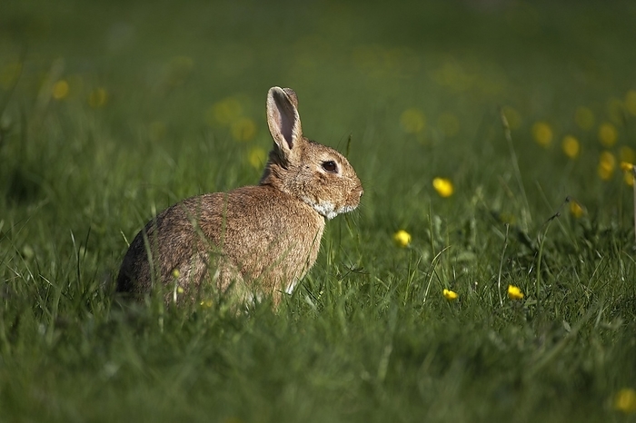 European rabbit  Oryctolagus cuniculus  European Rabbit  oryctolagus cuniculus  or Wild Rabbit, Adult standing in Yellow Flowers, Normandy, by G. Lacz