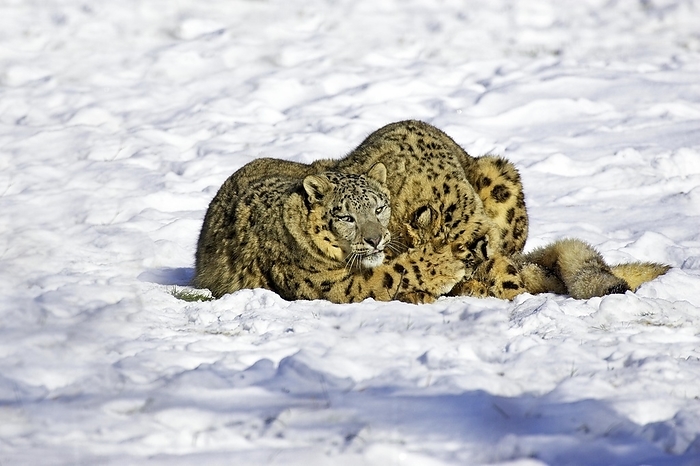 Snow Leopard or Ounce, uncia uncia, Mother and Old Cub Standing in Snow, by G. Lacz