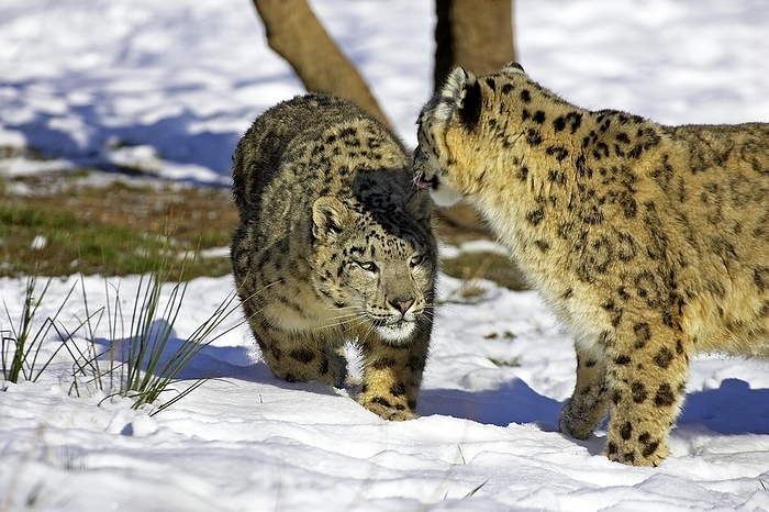 Snow Leopard or Ounce, uncia uncia, by G. Lacz
