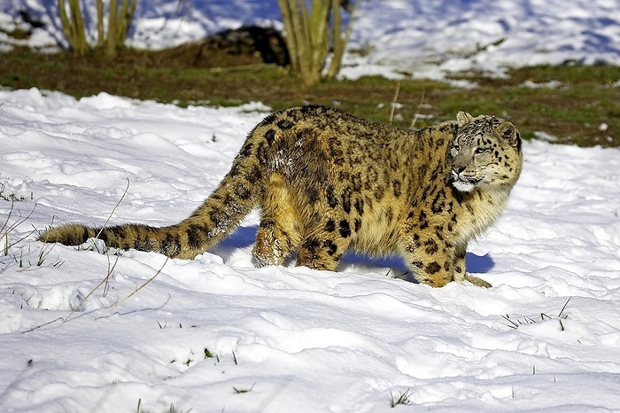 Snow Leopard or Ounce, uncia uncia, Adult standing on Snow, by G. Lacz