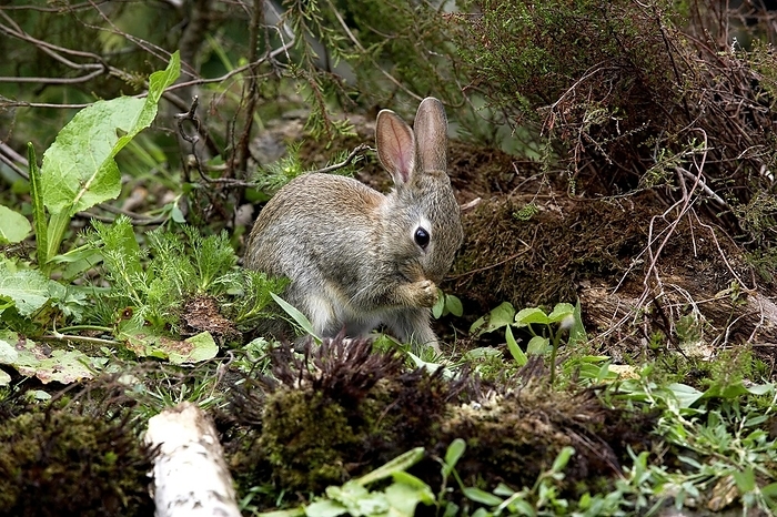 European rabbit  Oryctolagus cuniculus  European Rabbit  oryctolagus cuniculus , Young Grooming, Normandy, by G. Lacz