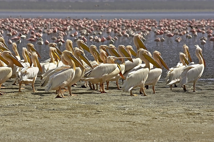 lesser flamingo  Phoenicopterus m Great White Pelican  pelecanus onocrotalus , and Lesser Flamingoes, phoenicopterus minor, Colony at Nakuru Lake in Kenya, by G. Lacz