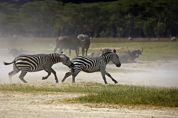 Grant's Zebra (equus burchelli) boehmi, Adults at Nakuru Lake Park in Kenya, by G. Lacz