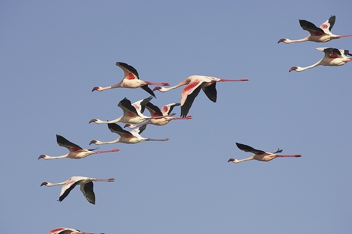 lesser flamingo  Phoenicopterus m Lesser Flamingo  phoenicopterus minor , Group in Flight, Nakuru Lake in Kenya, by G. Lacz