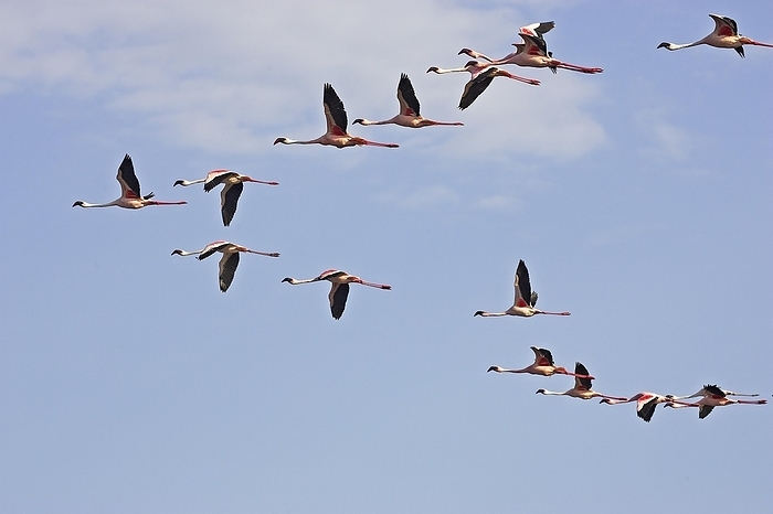 lesser flamingo  Phoenicopterus m LESSER FLAMINGO  phoenicopterus minor , GROUP OF ADULTS IN FLIGHT, NAKURU LAKE IN KENYA, by G. Lacz