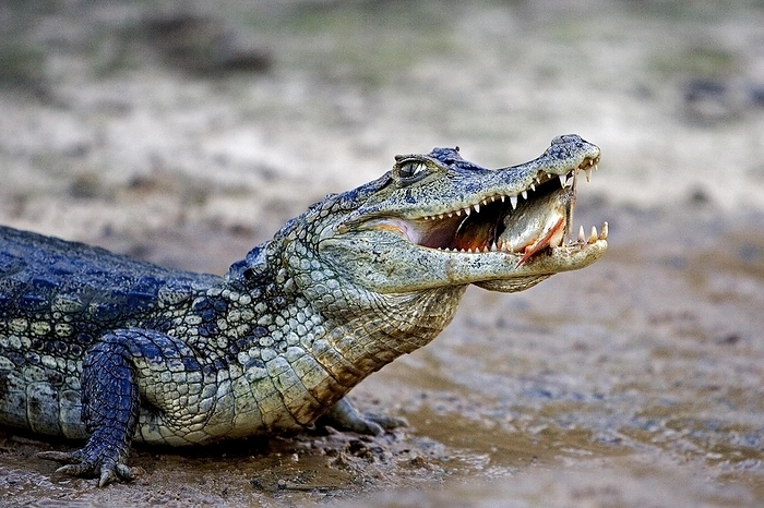 spectacled caiman  Caiman sclerops  Spectacled Caiman  caiman crocodilus , Catching Fish in River, Los Lianos in Venezuela, by G. Lacz