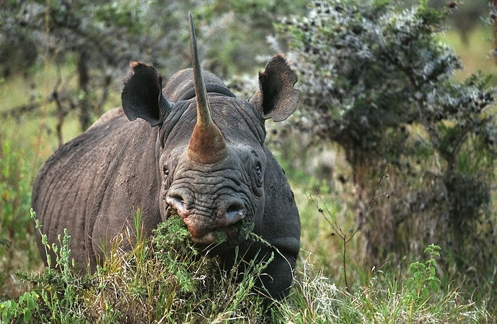 black rhinoceros  Diceros bicornis  Black Rhinoceros  diceros bicornis , Nakuru Lake in Kenya, by G. Lacz