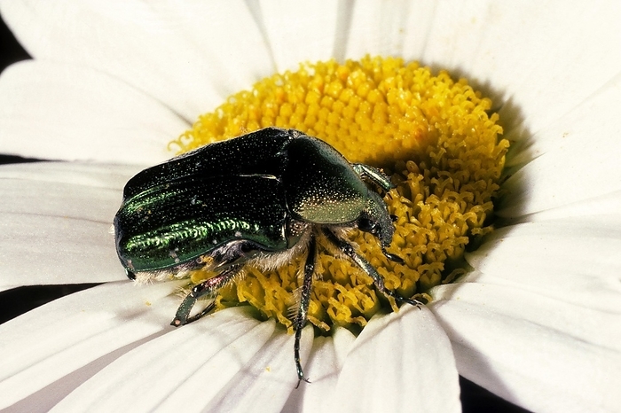 Rose-Chafer (cetonia aurata), Adult standing on Daisy Flower, by G. Lacz