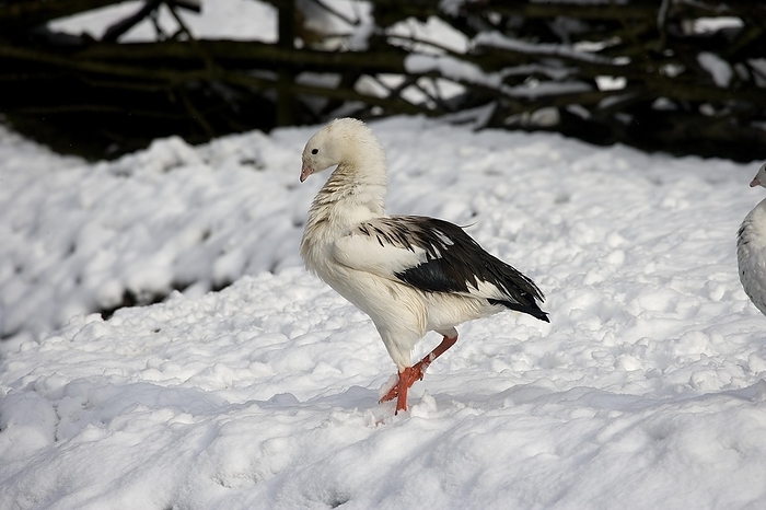 Andean Goose (chloephaga melanoptera), Adult standing on Snow, by G. Lacz