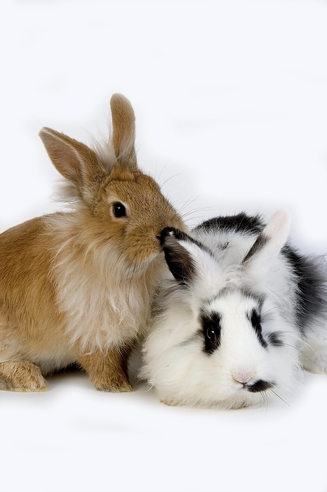Red with Black and White Dwarf Rabbit against White Background, by G. Lacz