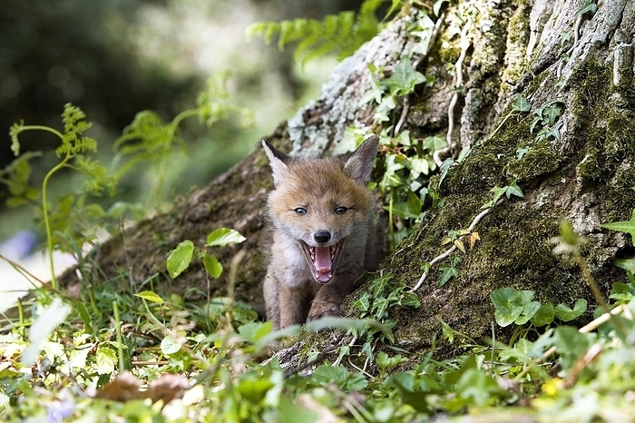 red fox  Vulpes vulpes  RED FOX  vulpes vulpes , PUP YAWNING AT DEN ENTRANCE, NORMANDY IN FRANCE, by G. Lacz
