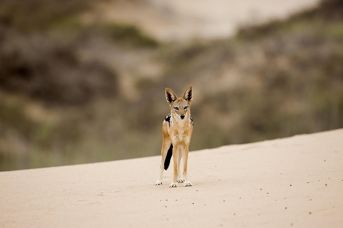 black backed jackal  carnivore, Canis mesomelas  Black Backed Jackal  canis mesomelas , Namib Desert in Namibia, by G. Lacz