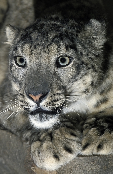 Snow Leopard or Ounce, uncia uncia, Portrait of Adult, by G. Lacz