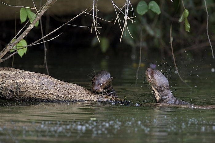 giant otter  Lutra lutra  Giant Otter  pteronura brasiliensis , Mother with Pup in The Madre De Dios River, Manu Reserve in Peru, by G. Lacz