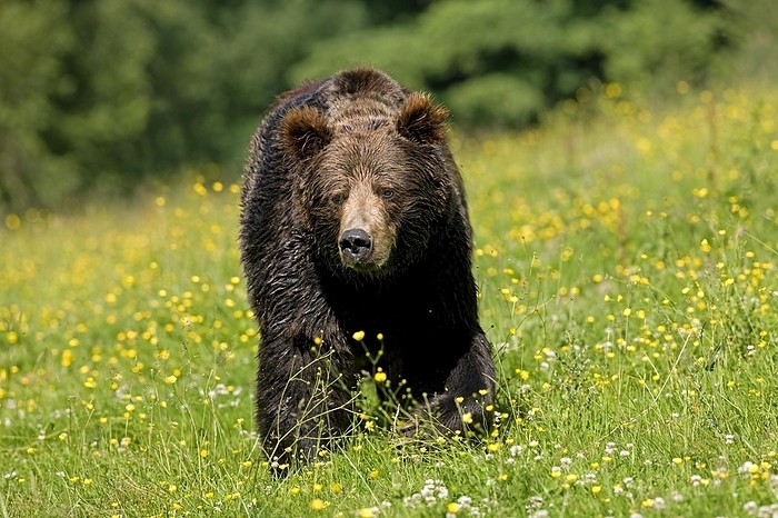 brown bear  Ursus arctos  BROWN BEAR  ursus arctos , ADULT WALKING THROUGH MEADOW, by G. Lacz