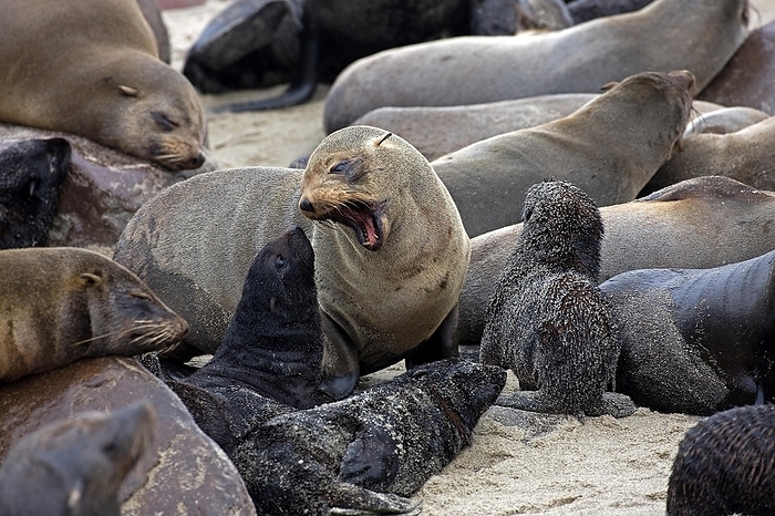 southern African fur seal  Atelomycterus africanus  South African Fur Seal  arctocephalus pusillus , Colony at Cape Cross in Namibia, by G. Lacz