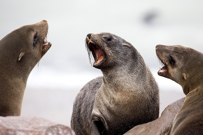 southern African fur seal  Atelomycterus africanus  South African Fur Seal  arctocephalus pusillus , Females on Rocks, Cape Cross in Namibia, by G. Lacz