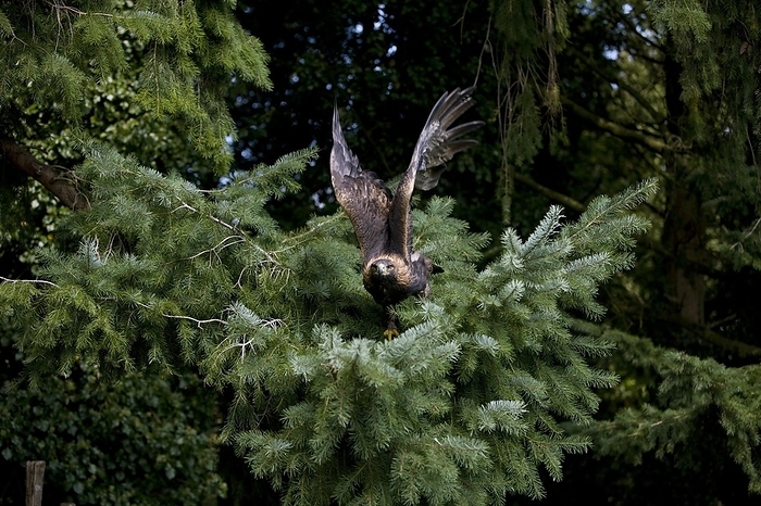 golden eagle  Aquila chrysaetos  Golden Eagle  aquila chrysaetos , Adult in Flight, Taking off Fron Tree, by G. Lacz