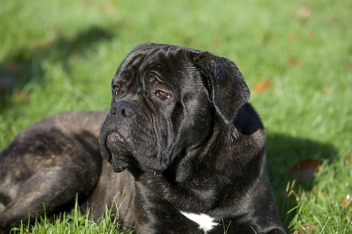 Cane Corso, a Dog Breed from Italy, Adult laying on Grass, by G. Lacz